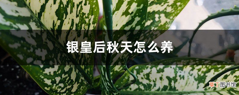 银皇后秋天怎么养