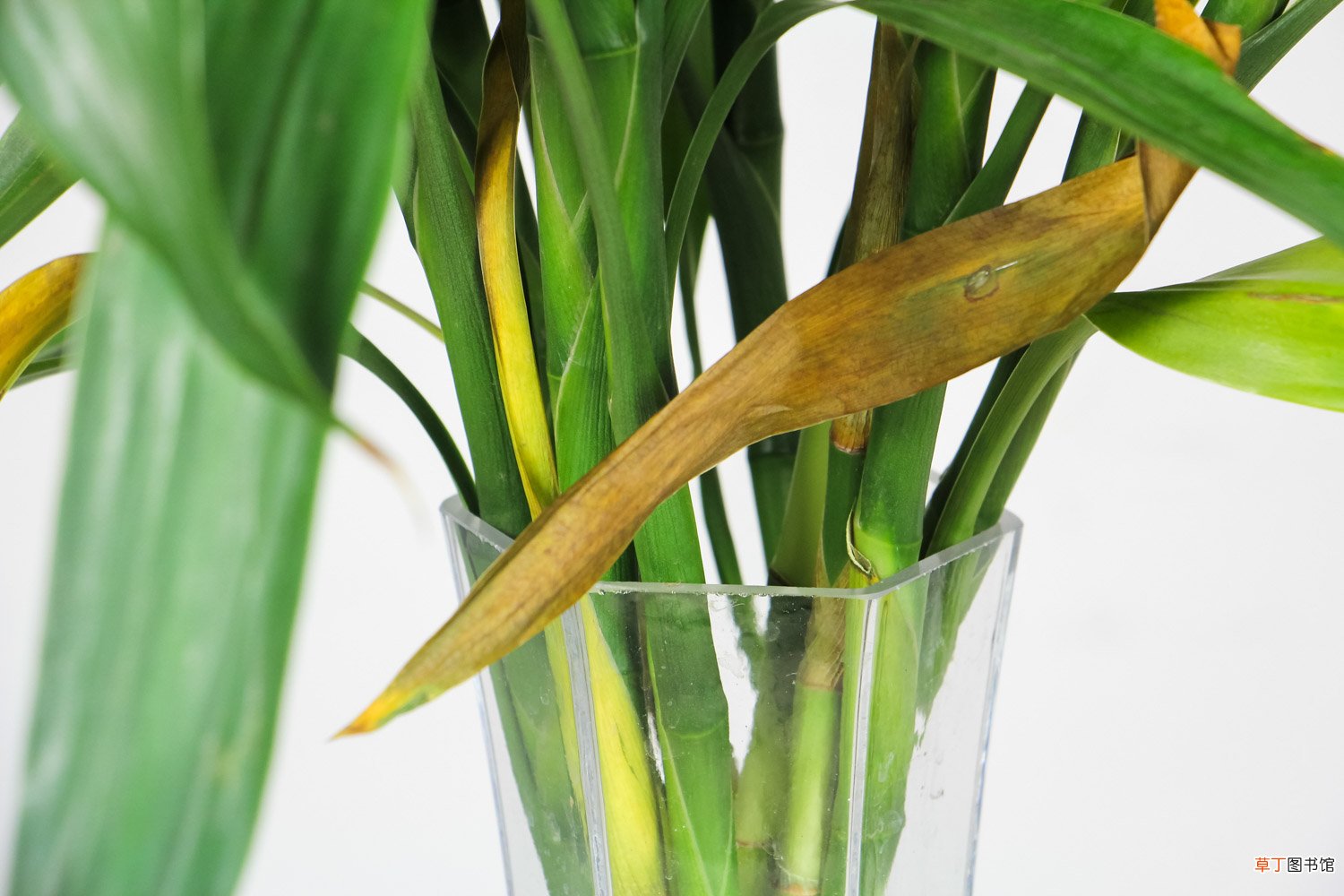 富贵竹侧芽移植方法