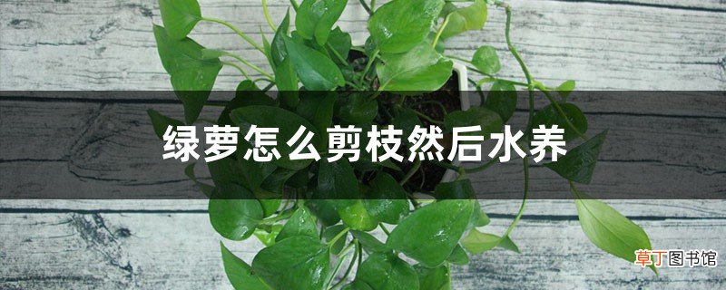 绿萝怎么剪枝然后水养