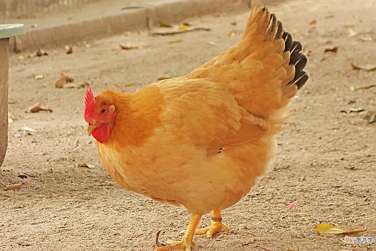 孕妇梦见一群鸡什么意思