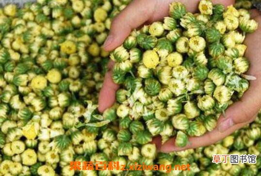 胎菊的功效与作用 胎菊的药用价值