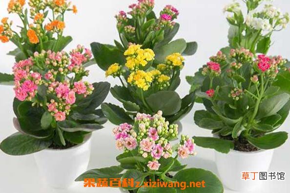 盆栽木槿花如何养 盆栽木槿花养殖方法