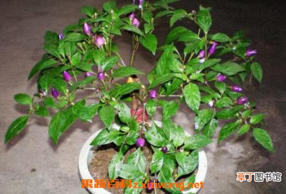盆栽木槿花如何养 盆栽木槿花养殖方法