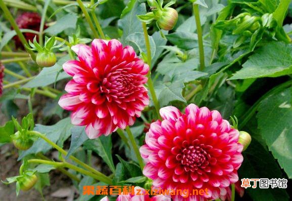 大丽花的养殖方法 大丽花养殖的注意事项