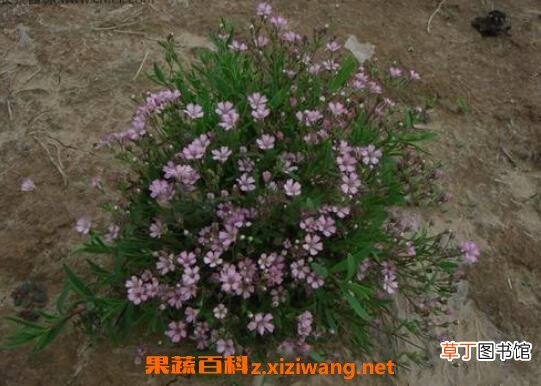 满天星怎么养 满天星的养殖方法和注意事项