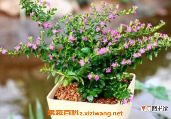 满天星怎么养 满天星的养殖方法和注意事项