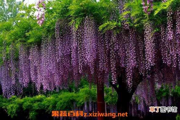 紫藤怎么养殖 紫藤种子种植方法