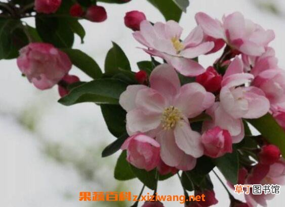 西府海棠如何养殖 西府海棠的养殖方法