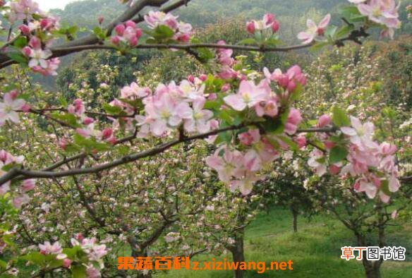 西府海棠如何养殖 西府海棠的养殖方法
