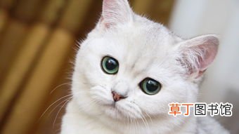 女人梦见把猫抱在怀里什么意思