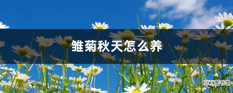 雏菊秋天怎么养