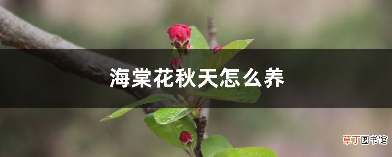 海棠花秋天怎么养