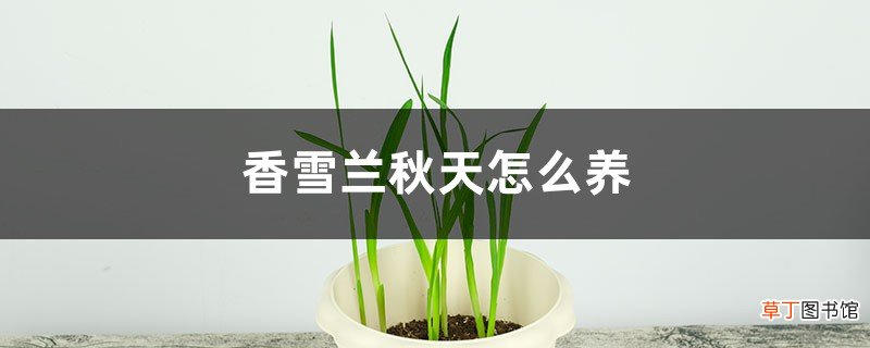 香雪兰秋天怎么养