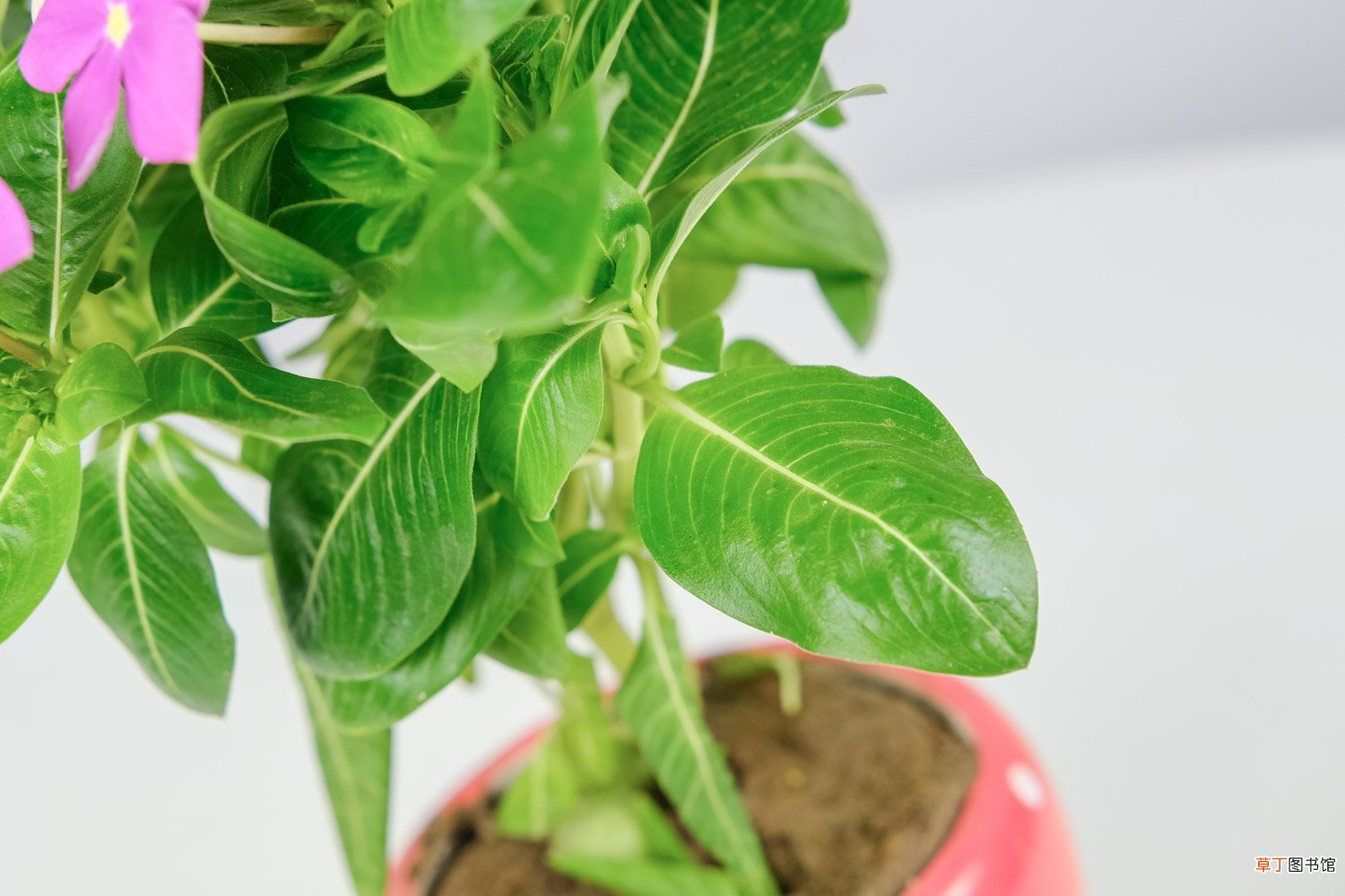 长春花秋天怎么养