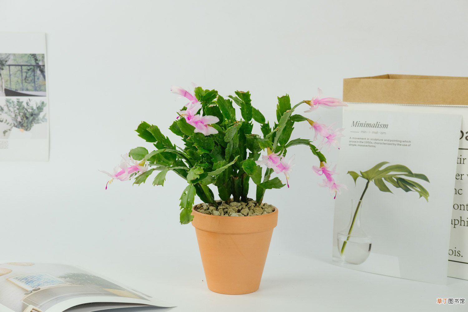 “蟹爪兰”迟迟不开花，往土里丢1粒“小药片”，问题就解决了