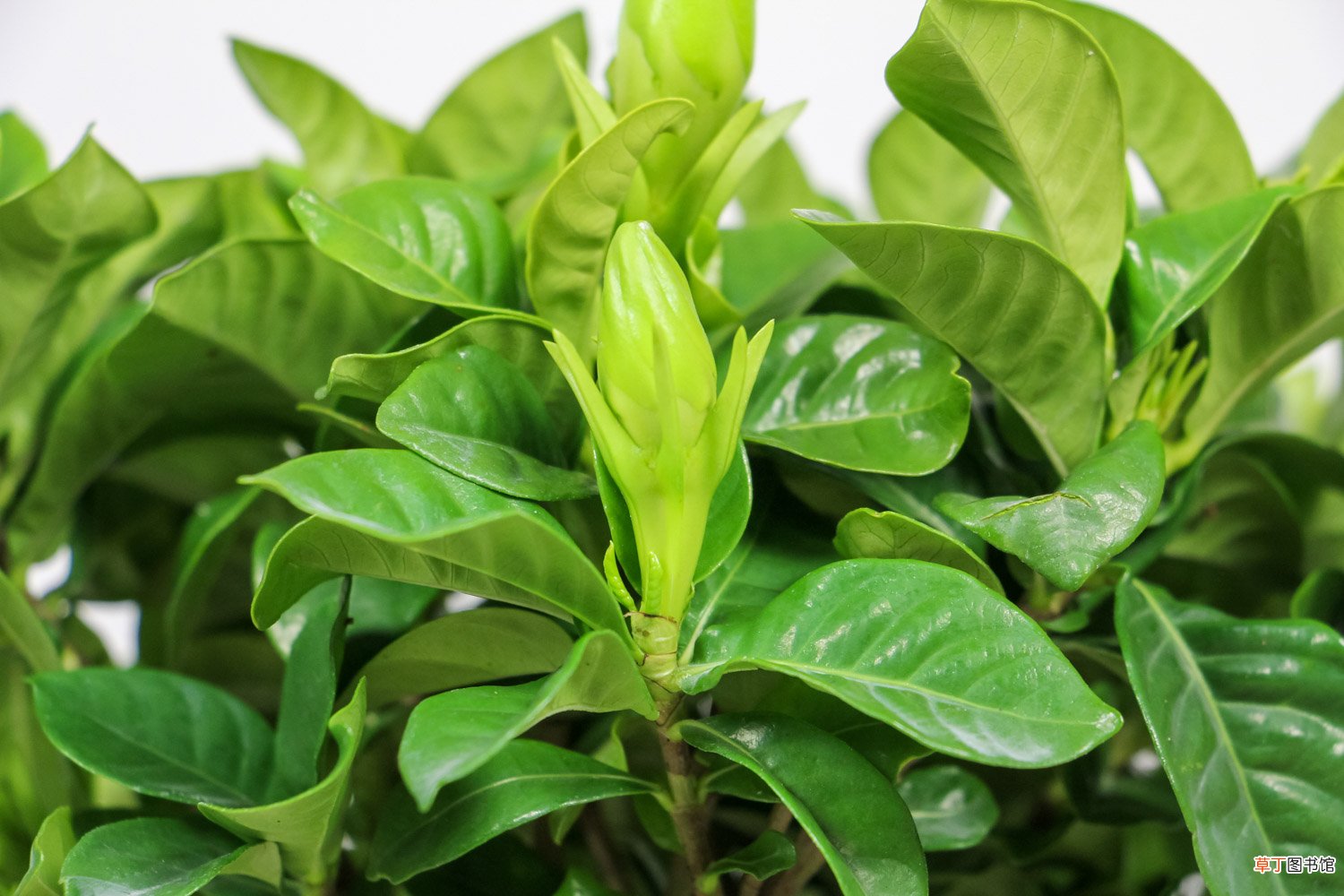十月“栀子花”这么养，喷点“它”，叶子油绿花开一茬