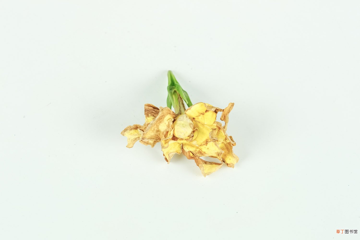十月“栀子花”这么养，喷点“它”，叶子油绿花开一茬