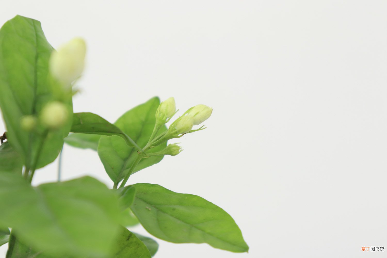 “茉莉”秋冬这么养，过完年绿芽发不断，开花满园香！