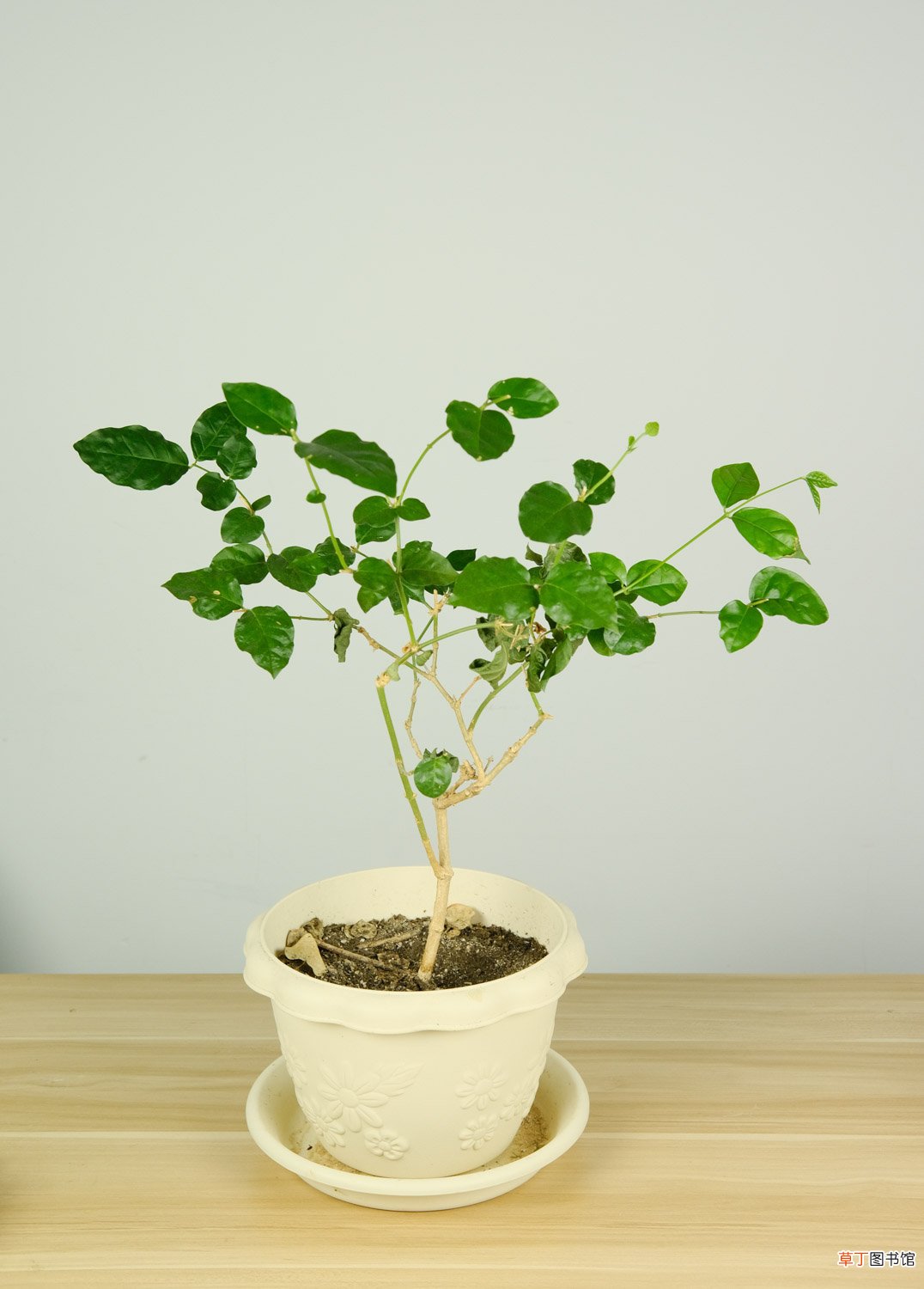 “茉莉”秋冬这么养，过完年绿芽发不断，开花满园香！