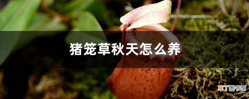 猪笼草秋天怎么养