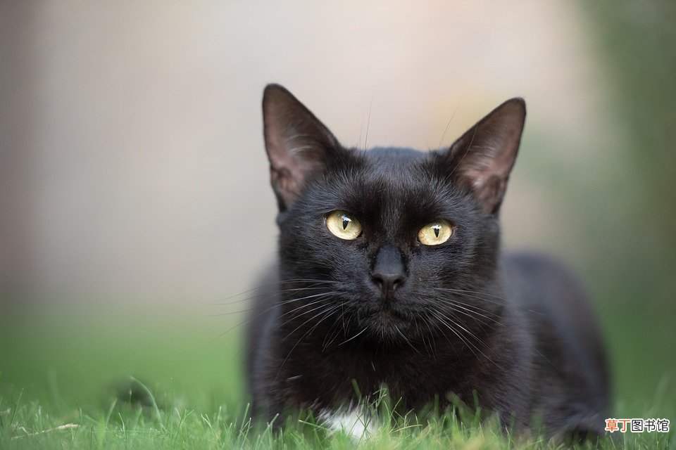 梦见小黑猫什么意思