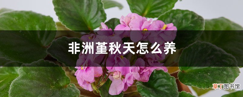 非洲堇秋天怎么养
