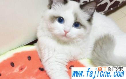 30度要给猫开空调吗 猫夏天不开空调会热吗