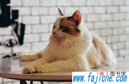 30度要给猫开空调吗 猫夏天不开空调会热吗