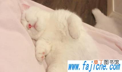 30度要给猫开空调吗 猫夏天不开空调会热吗