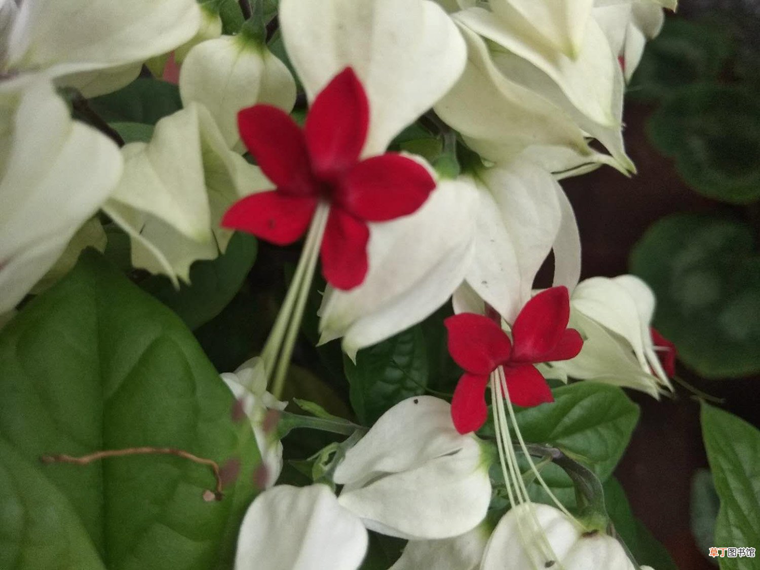龙吐珠怎么养开花多
