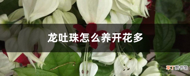 龙吐珠怎么养开花多