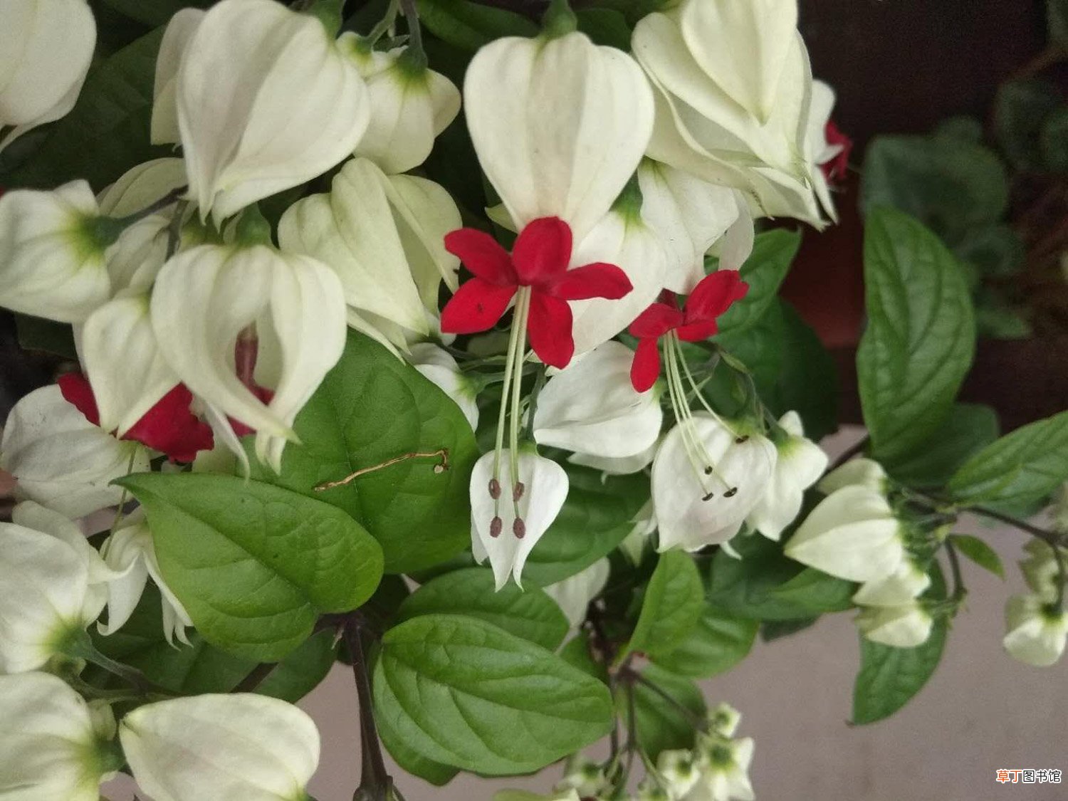 龙吐珠怎么养开花多