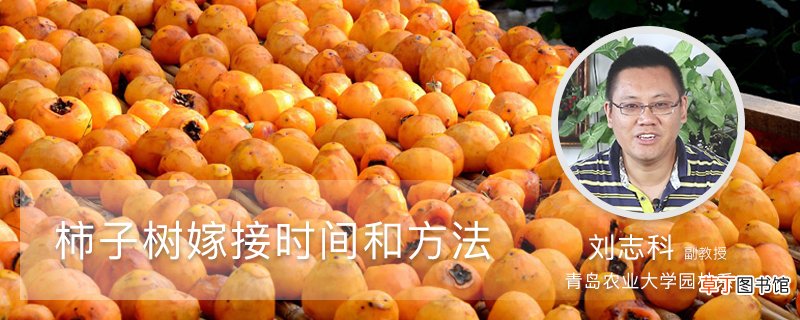 柿子树嫁接时间和方法
