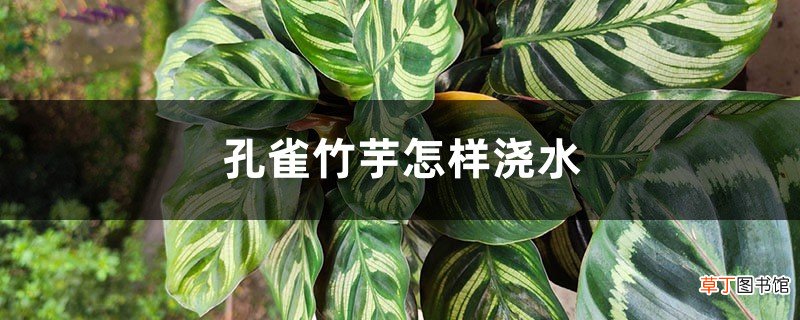 孔雀竹芋怎样浇水