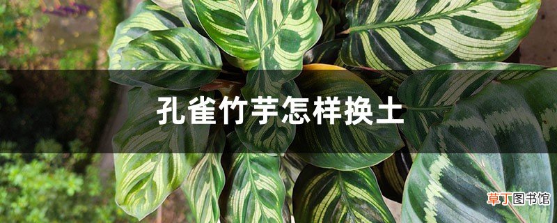 孔雀竹芋怎样换土