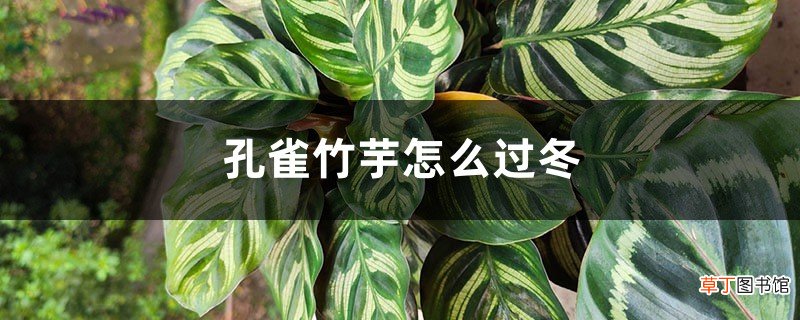 孔雀竹芋怎么过冬