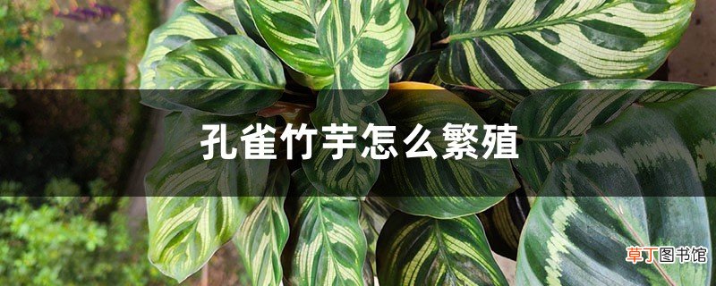 孔雀竹芋怎么繁殖