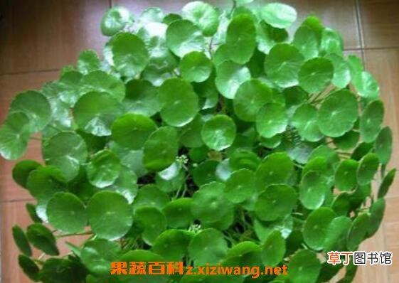 金钱草怎么泡水喝 金钱草泡水喝的功效