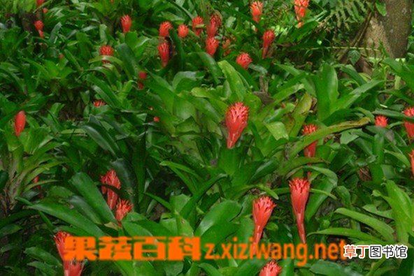 水塔花的功效与作用