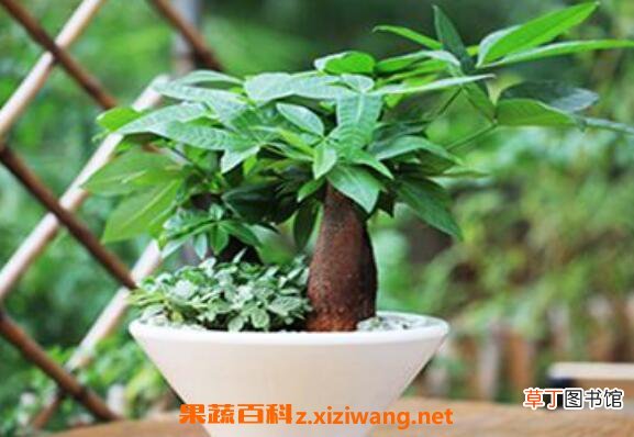 发财树图片 发财树的养殖方法和注意事项