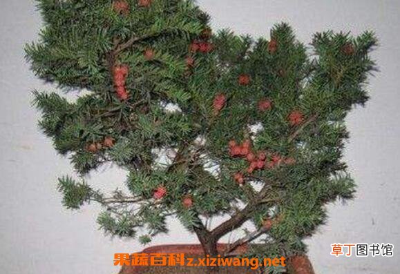 红豆杉怎么养 养殖红豆杉的注意事项