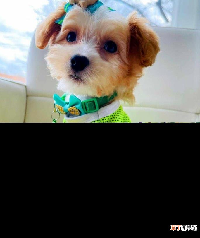 狗狗没尾巴有什么说法 为什么狗没有尾巴