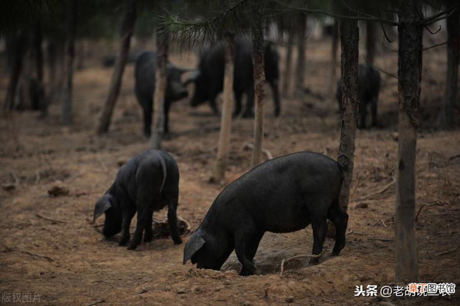 黄大仙为什么不能惹 黄鼠狼为什么叫黄大仙