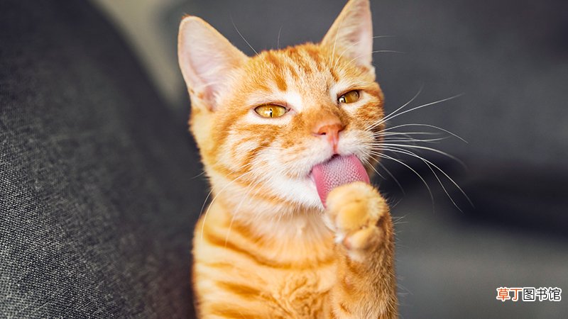 梦到被猫咬手不放是什么意思