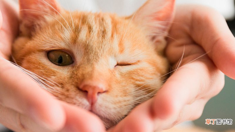 梦到被猫咬手不放是什么意思