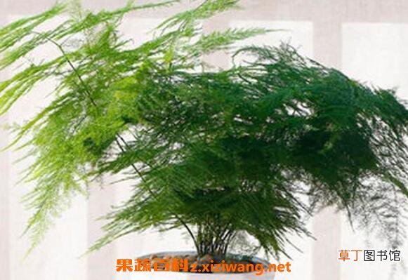 文竹叶子发黄怎么办 文竹变黄了还能恢复吗