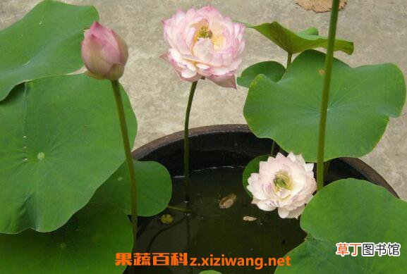 碗莲怎么养碗莲的种植方法及注意事项