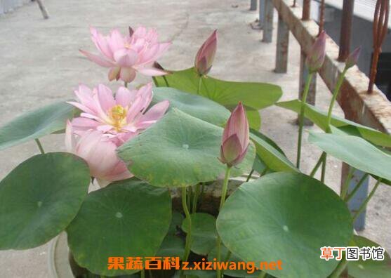 碗莲怎么养碗莲的种植方法及注意事项