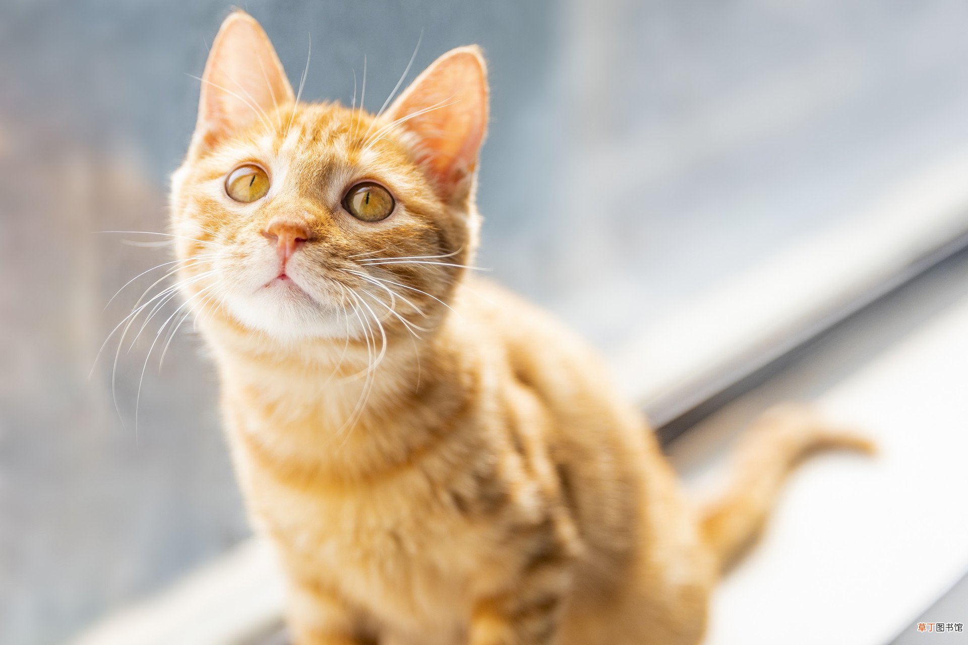 梦见跟猫厮杀什么意思