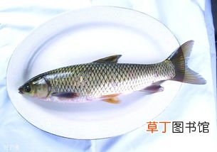女人梦到活鱼和死鱼什么意思